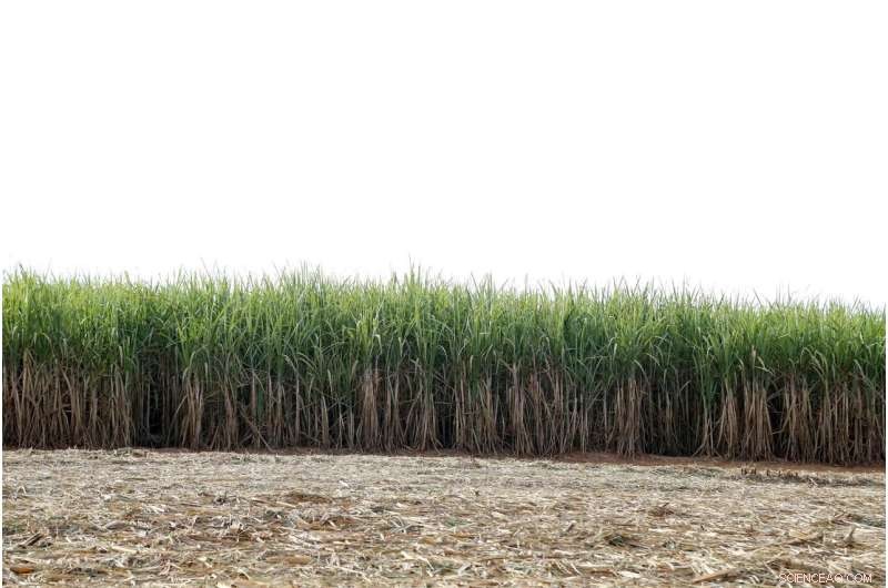 Breakthrough: Converting Sugarcane Waste into High-Value Chemicals for Sustainable Industries