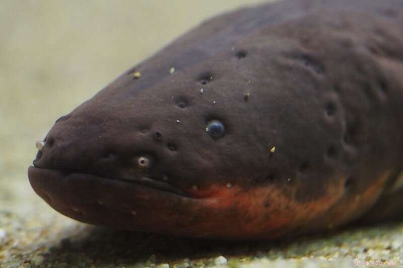 How Electric Eels Inspired the First Battery and Are Shaping Future Energy Storage