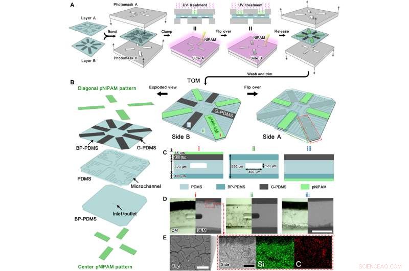 Plant-Inspired TransfOrigami Microfluidics: Adaptive Biomimetic Systems for Environmental Response
