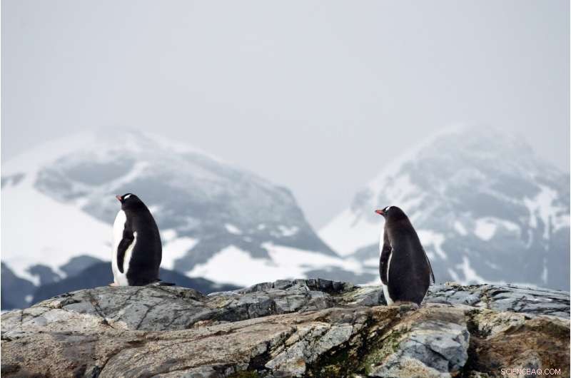 ECHO Robot: Scientific Monitoring of Emperor Penguins in Antarctica