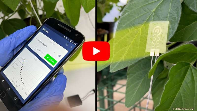 Smart Sensors for Plants: Early Water Loss Detection with Wearable Technology