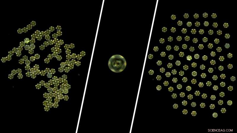 Adaptive Microrobot Swarms Master Any Formation with Instant Reconfiguration