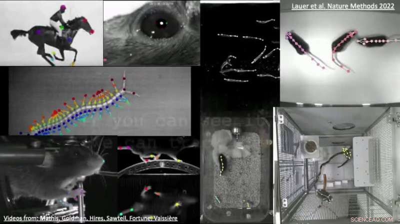 EPFL s DeepLabCut: Deep Learning for High-Performance Multi-Animal Tracking