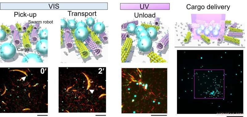 Cooperative Swarm Molecular Robots for Light-Directed Cargo Transport