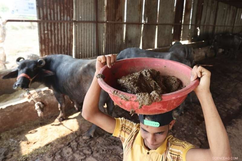 India Harnesses Cow Dung for Clean Energy and Farmer Revenue Growth