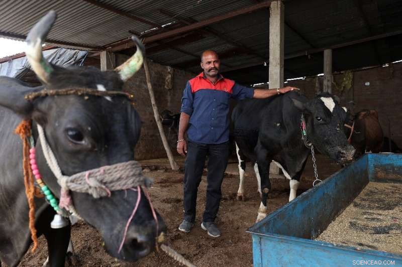India Harnesses Cow Dung for Clean Energy and Farmer Revenue Growth
