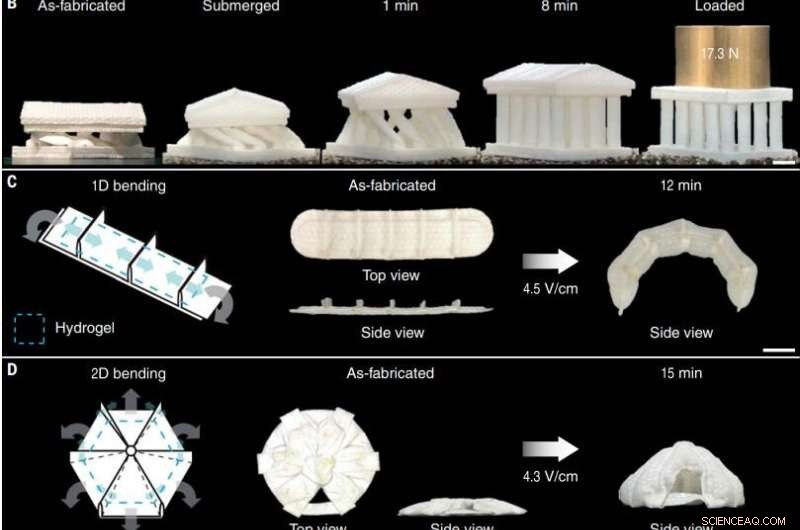 Enhanced Hydrogel Actuators: Synergizing Turgor Design and Electro-Osmosis for Speed and Strength