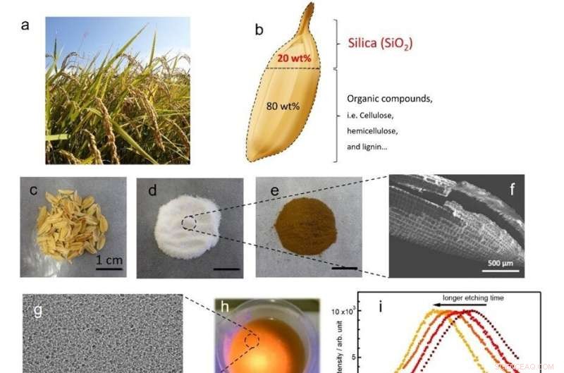 Rice Husk LED Lights: Sustainable Innovation from Agricultural Waste