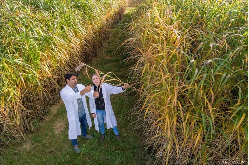 Miscanthus Bioethanol: A Negative Carbon Footprint for Sustainable Fuel