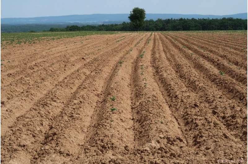 UC San Diego s Microbial Fuel Cell Breakthrough: Bacteria Power Low-Power Sensors