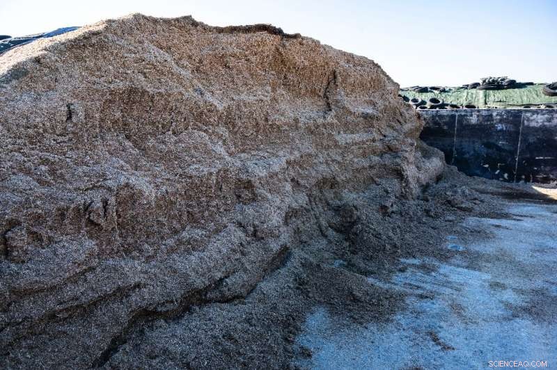 Germany Harnesses Farm Biogas to Reduce Dependence on Russian Gas