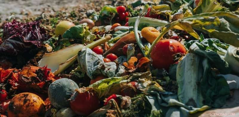 Turning Food Waste into Renewable Energy: A Sustainable Solution