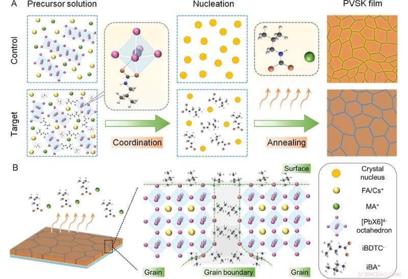 Crystallization Control Boosts Efficiency and Stability in Perovskite Solar Minimodules