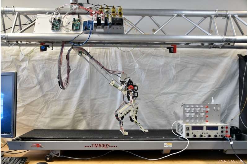 BirdBot: Biomimicry for Energy-Efficient Robotic Locomotion