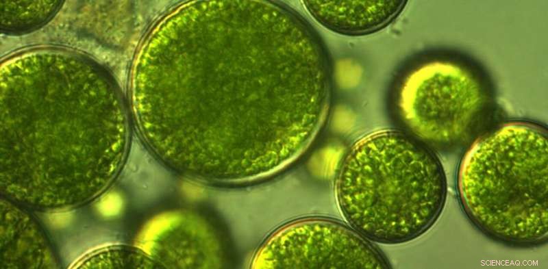 Microalgae: Nature s Green Gold – Pioneering Sustainable Food Solutions for a Hungry World