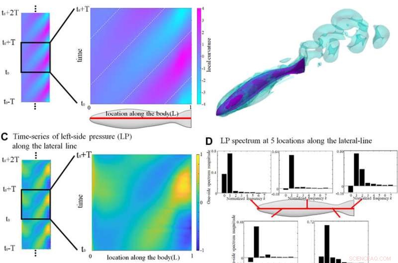 Biomimetic Underwater Robotics: Computer Simulations Advance Fish-Like Drone Swarms for Ocean Research