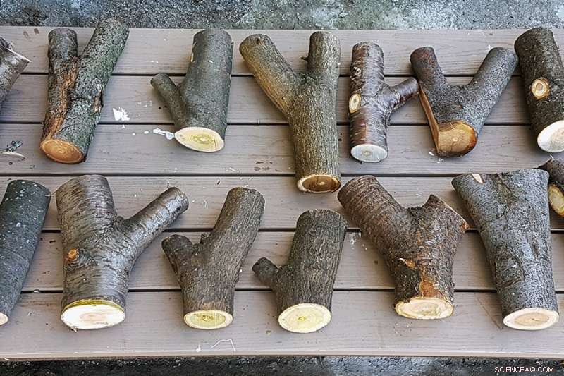 MIT s Sustainable Innovation: Upcycling Tree Forks for Circular Economy in Wooden Buildings