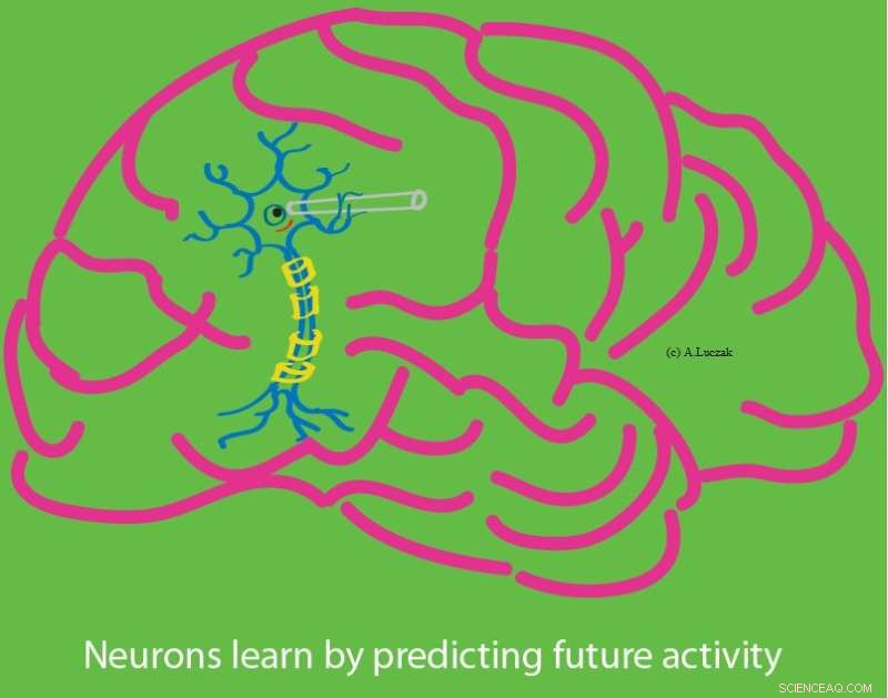 Groundbreaking Study: Neurons Learn Through Predictive Activity