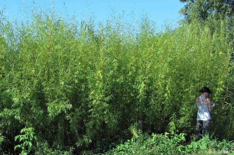 Zero Effluent Marsh Model: Sustainable Wastewater Filtration with Plants