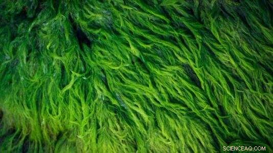 Study Shows Algae Biofuels Cut CO2 Emissions by Utilizing Ethanol Production Byproducts