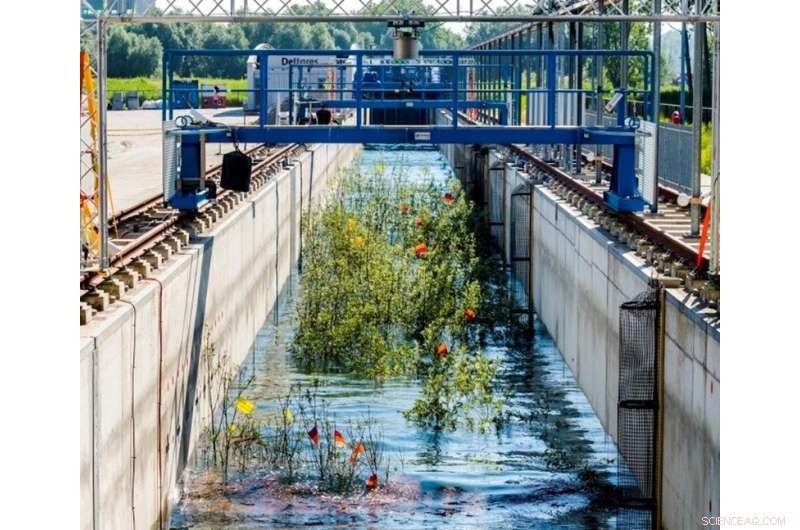 Research Confirms Trees Effectively Dampen Waves, Reducing Dyke Elevation Requirements
