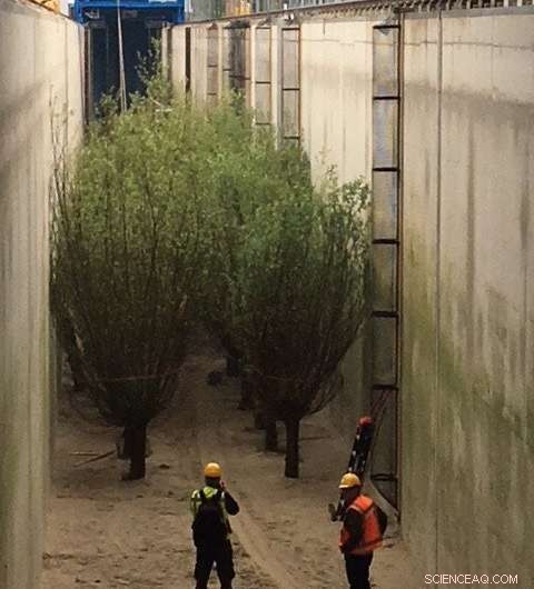 Research Confirms Trees Effectively Dampen Waves, Reducing Dyke Elevation Requirements