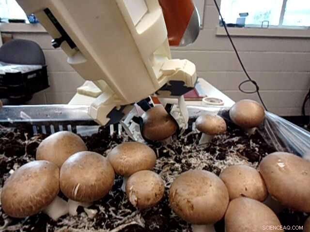 Robotics Professor s Autonomous Robot Revolutionizes Mushroom Harvesting Amid Labor Shortages