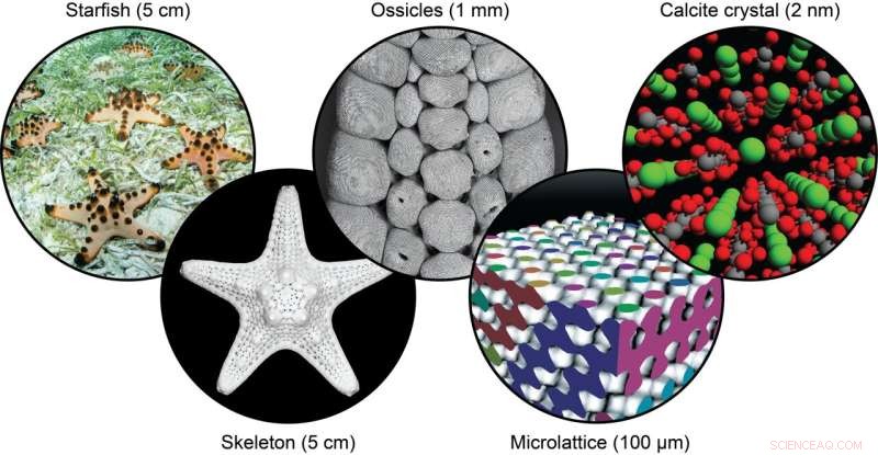 Starfish-Inspired Ceramic Microlattice Breakthrough for Ultra-Durable Materials