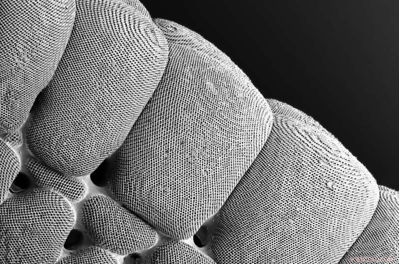 Starfish-Inspired Ceramic Microlattice Breakthrough for Ultra-Durable Materials