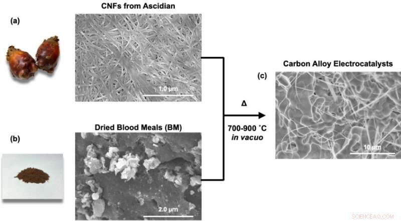 Sustainable Metal-Air Battery Catalysts from Sea Pineapple Shells and Blood Byproducts