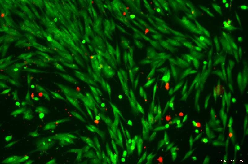 Revolutionizing Therapy: Light-Actuated Organic Microswimmers for Precision Drug Delivery