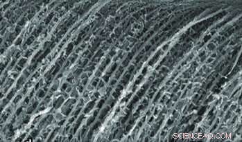 Insect-Inspired Robot Grippers: Enhanced Mobility and Adaptability