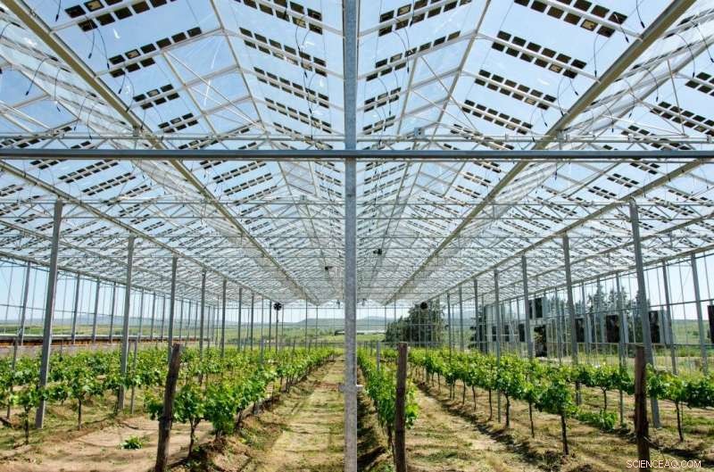 Feeding the Future: Agrivoltaics Combines Solar Energy and Agriculture
