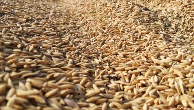 Rice Bran Oil: A Sustainable Alternative for Industrial Cooling and Lubrication