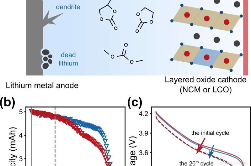 Predicting Lithium Metal Battery Capacity Degradation: A Data-Driven Approach