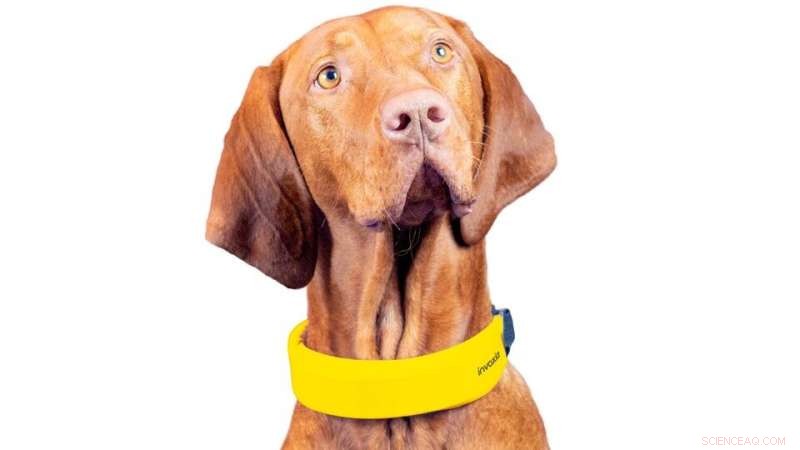 Invoxia Smart Dog Collar: Advanced Fitness and Health Tracking for Dogs at CES 2022