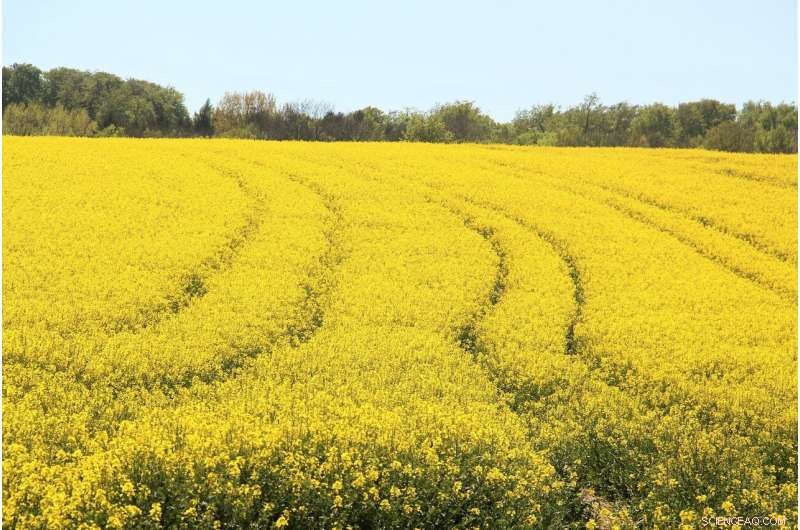 Canola Meal Pellets: Sustainable Home Heating and Energy Alternative