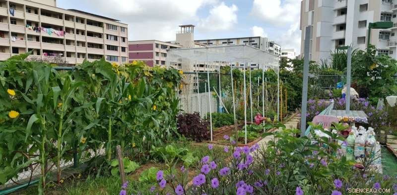 How New Zealand s Urban Density Shift is Fueling a Rooftop Revolution