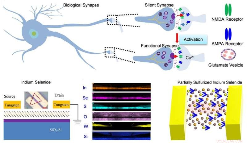 Ultra-Scalable 2D Material Artificial Synapse for Advanced Brain-Inspired Computing