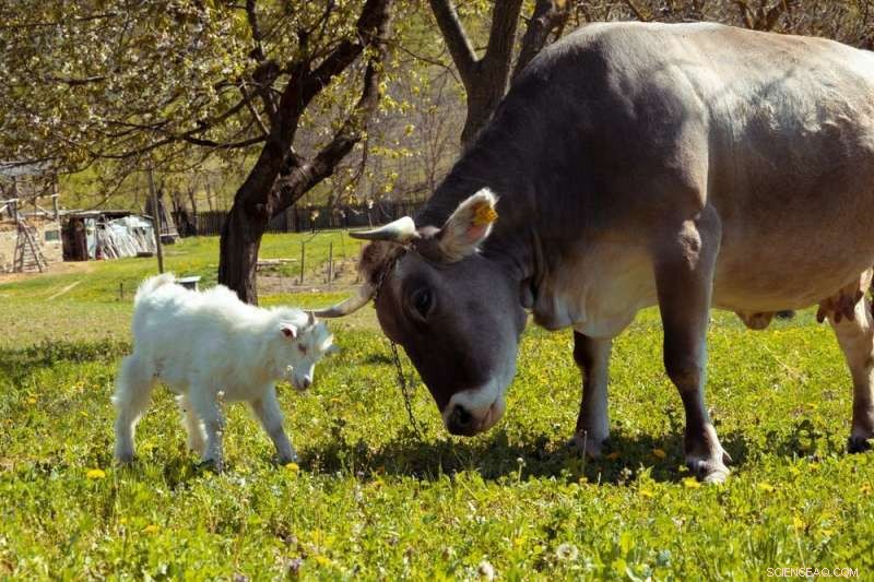 Machine Translation Limitations: Why Collective Intelligence Isn t Always Right