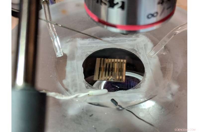 Nickel Oxide Material Shows Animal-Like Learning, Advancing AI Research Frontiers