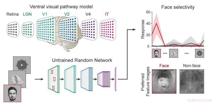 KAIST Study: Untrained Deep Neural Networks Exhibit Spontaneous Face Detection