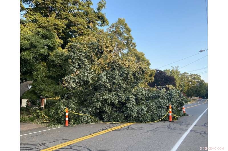 UConn Study: Tree Trimming Cuts Power Outages by 900 Annually, Boosts Reliability