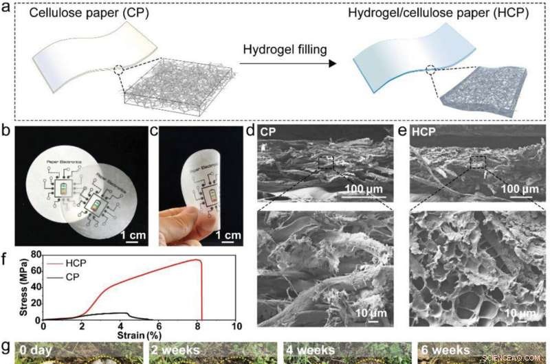 Biodegradable Paper Batteries: A Novel Advancement in Sustainable Energy