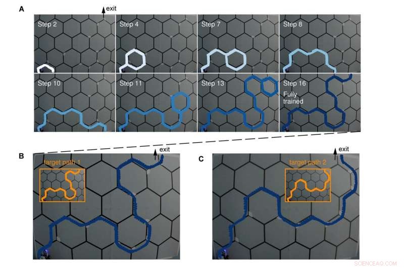 Neuromorphic Brain-Powered Robot Masters Maze Navigation