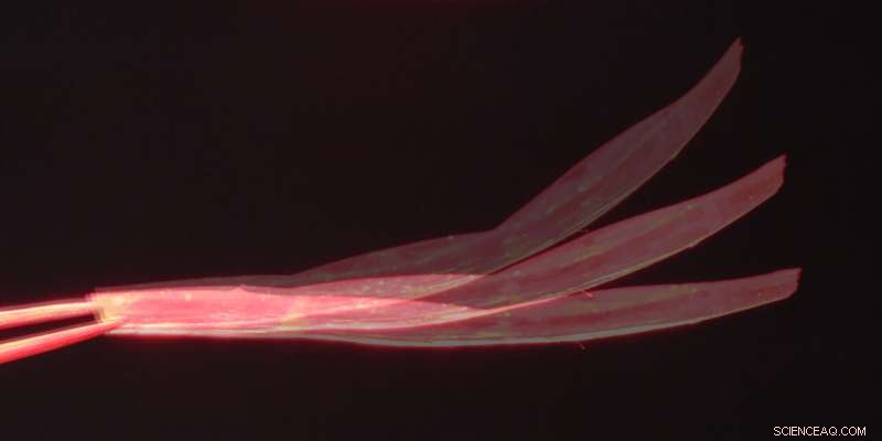 UC Riverside s Light-Powered Soft Robots for Sustainable Oil Spill Cleanup