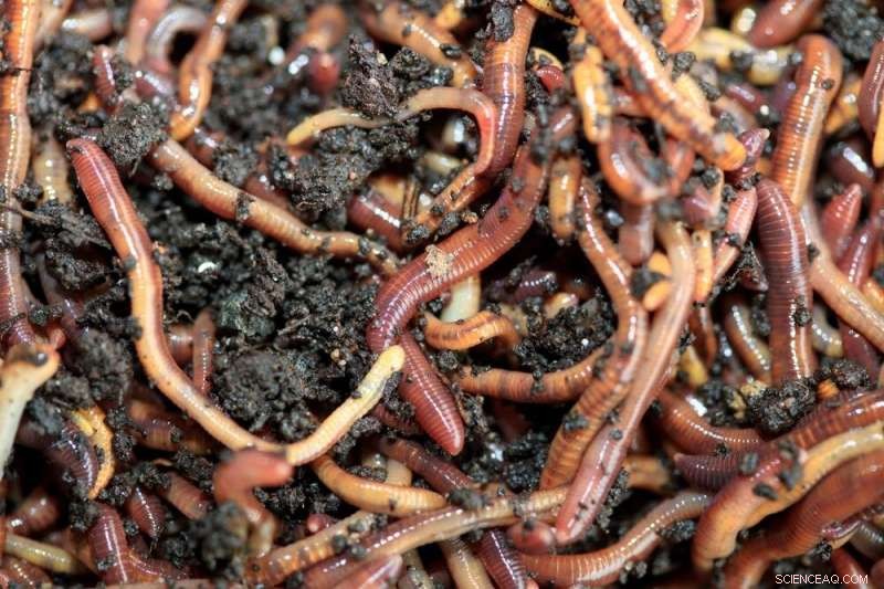 Transforming Non-Recyclable Plastics: How Earthworms and Microbes Enable Bioconversion