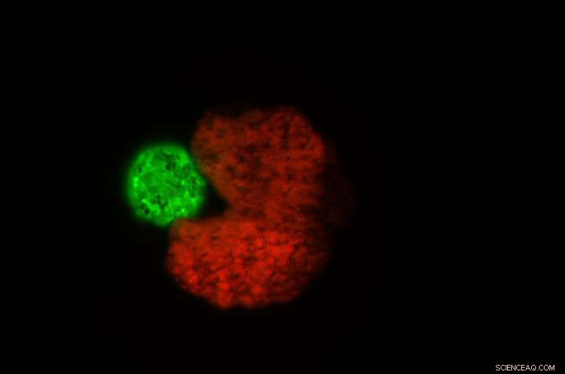 Scientists Develop Self-Replicating Xenobots: The First Living Robots Capable of Reproduction
