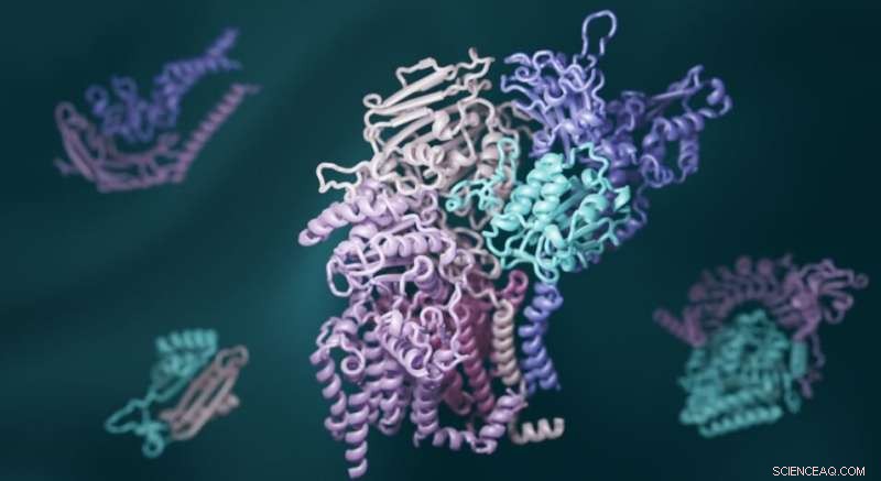 Deep Learning and Evolutionary Analysis Reveal 3D Protein Interaction Structures