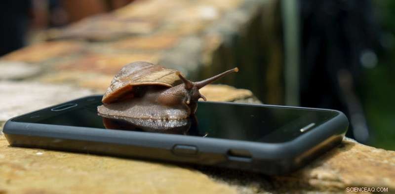 Do Manufacturers Intentionally Slow Down Phones? Expert Evidence and Analysis